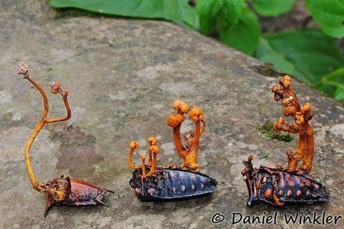 Sự thật khó tin về loài nấm quý như vàng, được nuôi cấy nhiều ở Việt Nam