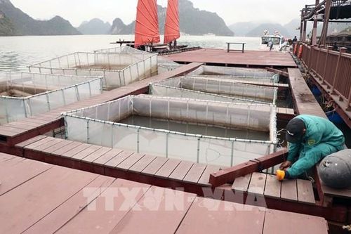 Hải Phòng thúc đẩy nuôi biển công nghiệp