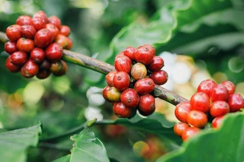 Giá nông sản hôm nay (13/3): Giá cà phê và hồ tiêu đồng loạt giảm mạnh