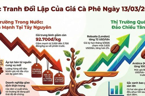 Giá cà phê hôm nay 13/3/2026: Tây Nguyên giảm tới 3700 đồng/kg