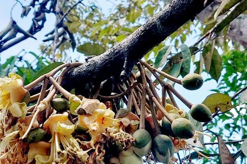 Lo ngại mưa trái mùa sớm ở phía Tây tỉnh