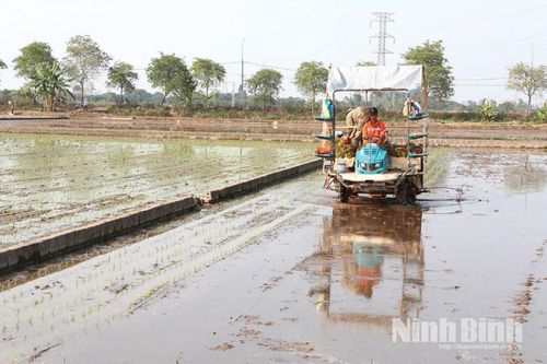 Hiệu quả cánh đồng lớn trong sản xuất lúa