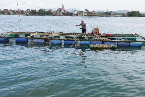 Phát triển nghề nuôi cá lồng trên sông Gianh