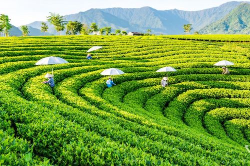 Mở không gian phát triển mới cho ngành chè