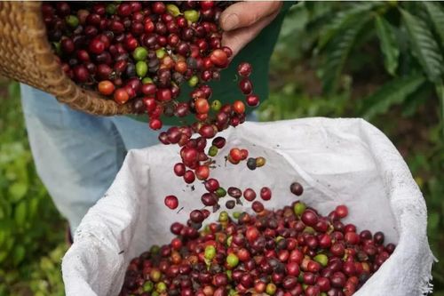 Ngày 13/3: Giá cà phê và hồ tiêu đồng loạt giảm mạnh