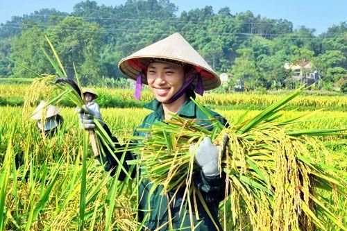 Bảo hiểm nông nghiệp: Cơ hội mở ra từ cải cách thể chế