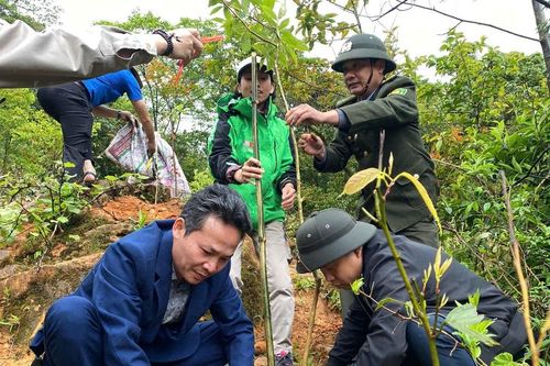 Quảng Trị: Phát động trồng 100 ha rừng bản địa phục hồi diện tích rừng bị sạt lở do thiên tai