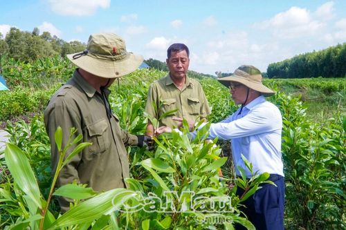 Kinh tế lâm nghiệp hướng đến tăng trưởng xanh