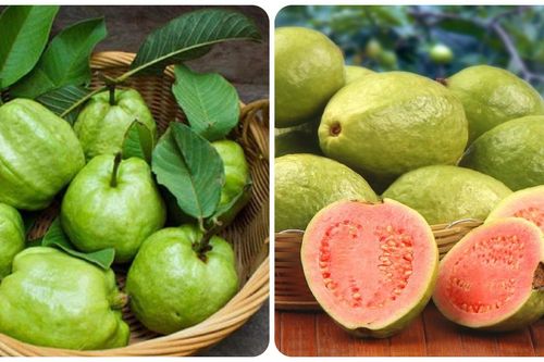 Những người không nên ăn ổi