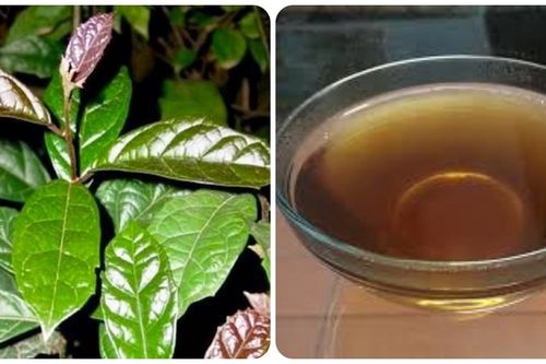 Uống cây xạ đen có tác dụng gì?