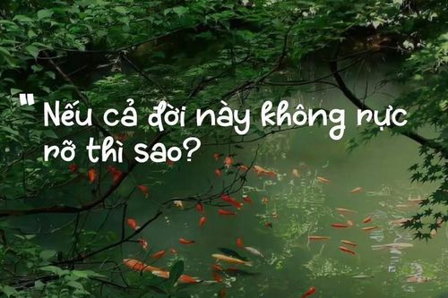 Vì sao câu nói 'Nếu cả đời này không rực rỡ thì sao?' gây sốt mạng?