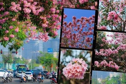 TP.HCM mùa hoa kèn hồng rực rỡ: Những tọa độ 'săn mây hồng' đậm chất điện ảnh