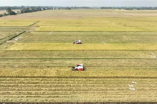 Doanh nghiệp phân bón chủ động giải pháp cung ứng