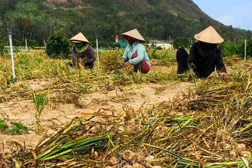Tỏi Lý Sơn rớt giá, nông dân gặp khó