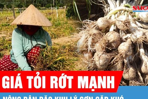 Tỏi rớt giá, nông dân Lý Sơn gặp khó