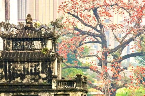 Hà Nội rực đỏ sắc hoa gạo trong những ngày giao mùa