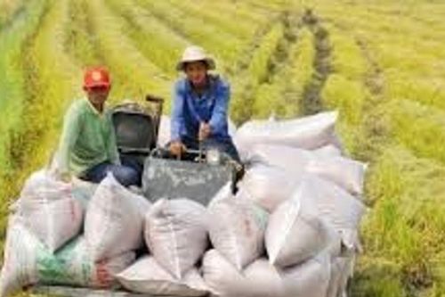 Xuất khẩu gạo 2 tháng đầu năm 2026: Khối lượng tăng 5% nhưng giá trị giảm 11,2%