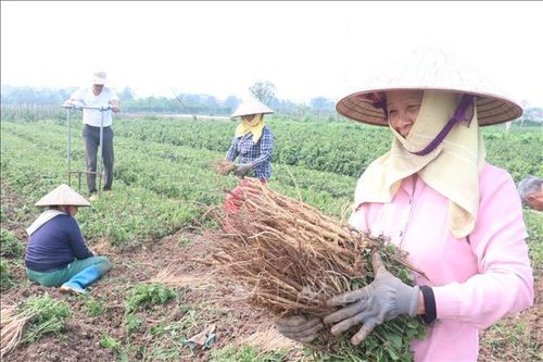 Cây dược liệu bạc tỷ ở vùng quê Hưng Hà