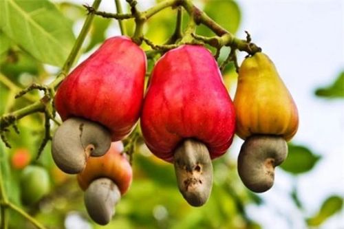 Ngành điều Việt Nam hướng tới giữ vững đà tăng trưởng sau năm kỷ lục