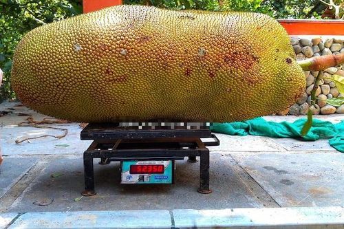 Kỳ lạ quả mít 'lớn nhất thế giới', dân làng nườm nượp kéo đến chiêm ngưỡng
