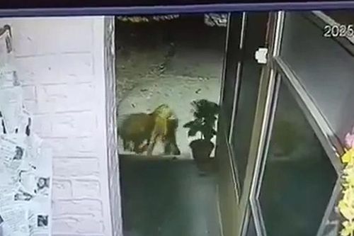 Báo hoa mai đột nhập đồn cảnh sát giữa đêm, vồ chó rồi kéo đi trong tích tắc