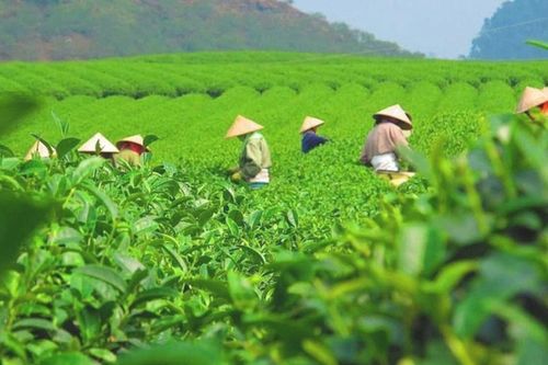 Giá chè xuất khẩu tăng hơn 14%, tín hiệu tích cực đầu năm
