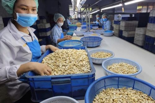 Thận trọng trước rủi ro thị trường, ngành điều đặt mục tiêu 5 tỷ USD xuất khẩu năm 2026