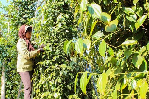 Giá tiêu hôm nay 14/3/2026: Nhiều vùng tăng trở lại, Lâm Đồng đạt 146.500 đồng/kg