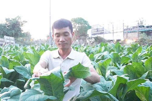 Người Hưng Hà trên đất Phú Túc