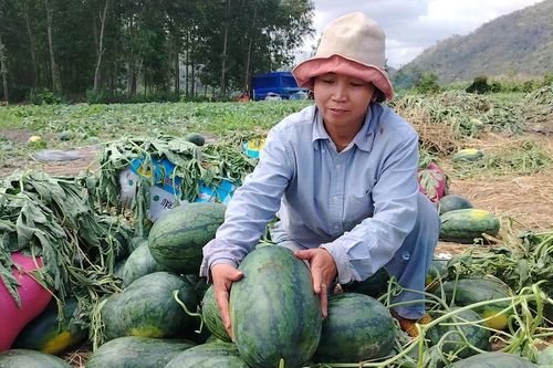 Gia Lai: Dưa hấu rớt giá, nông dân thua lỗ
