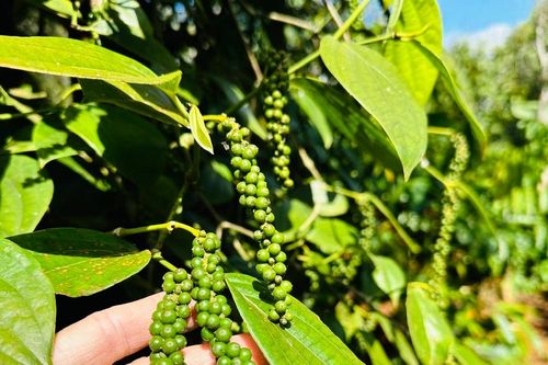 Giá tiêu hôm nay 14/3/2026: Tăng tại nhiều vùng, Lâm Đồng cao nhất 146.500 đồng/kg