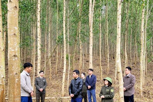 Hướng đi bền vững từ rừng gỗ lớn, dược liệu dưới tán
