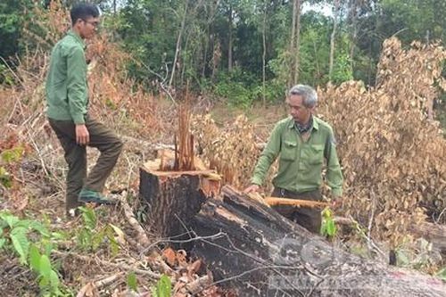 Gia Lai chỉ đạo khẩn trương điều tra vụ phá rừng tại xã Ia Púch