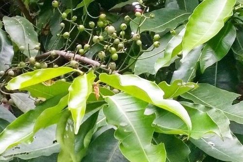 Điều gì xảy ra với cơ thể nếu uống nước lá vối mỗi ngày?