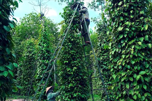 'Đỏ mắt' tìm nhân công hái hồ tiêu ở Đắk Lắk, trái chín rụng đầy vườn