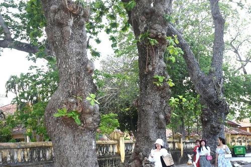 Theo dấu 'Cây di sản' ở Đặc khu Côn Đảo