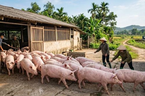 Giá heo hơi hôm nay 15/3: Thị trường hạ nhiệt nhẹ so với trước
