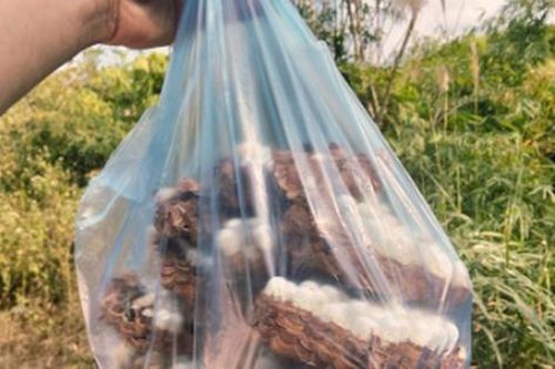 Con đặc sản 'nhìn đã thấy sợ' ở Tây Bắc xưa không ai ngó, nay thành món ăn được dân nhậu mê tít săn lùng