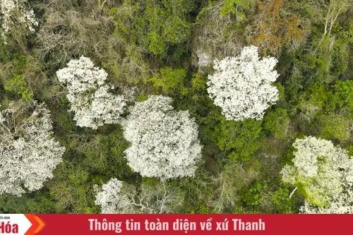 Đẹp như 'tuyết trắng', hoa thàn mát phủ kín núi rừng xứ Thanh