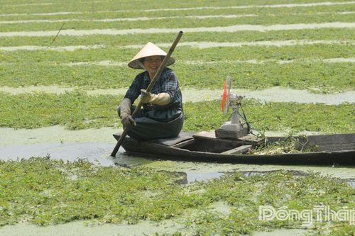 Hiệu quả từ mô hình trồng rau nhút
