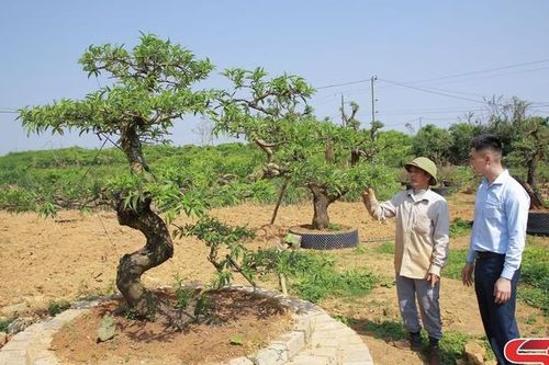 Chăm sóc đào cảnh sau Tết