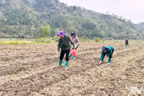 Rộn ràng vụ xuân trên vùng cao