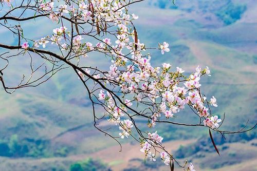 Chùm thơ: Hoa tháng Ba