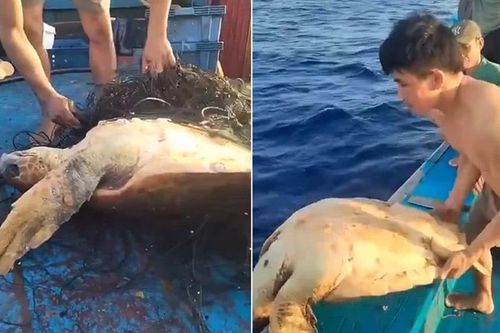 Hiện tượng 'rùa bơi đến thuyền để cầu cứu ngư dân' được giải thích thế nào?