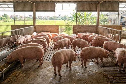 Giá heo hơi hôm nay 16/3: Thị trường duy trì ổn định trên cả nước