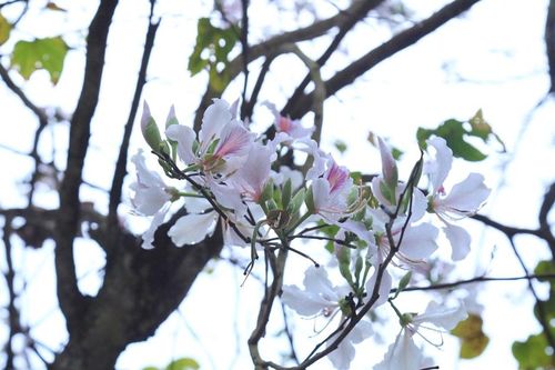Rừng ban cổ thụ trắng tinh khôi giữa núi rừng Điện Biên
