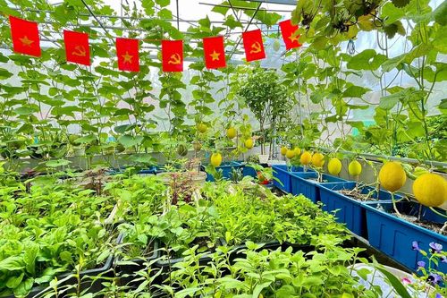 Vợ chồng Đà Nẵng biến sân thượng 60m² thành vườn rau trái, thu hoạch 'mỏi tay'