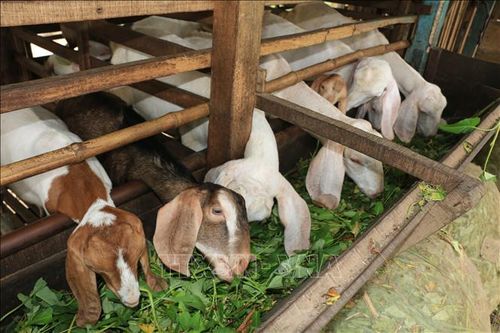 Giá dê thịt tăng cao, người nuôi Đồng Tháp mở rộng đàn