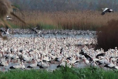 Hành trình của 'những kẻ kiên cường' giữa xung đột