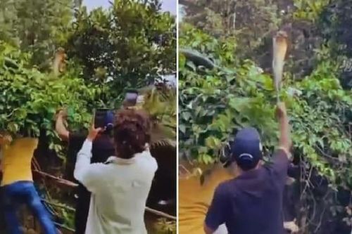 Bắt sống rắn hổ mang chúa khổng lồ ẩn nấp trên ngọn cây